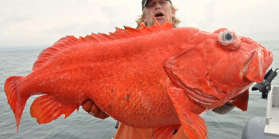 world record rock fish.png